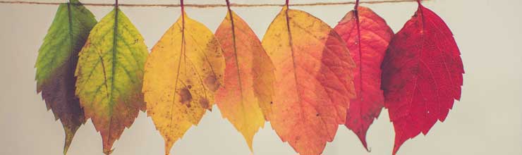 Background image for Dementia Experience and Caregiving. Seven leaves hanging on a string. The leaves are arranged to show the change in color that occurs between late summer and the end of fall. The two leaves on the left are green/yellow, the three leaves in the middle are yellow/orange, and the two leaves on the right are red.